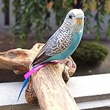 オグロインコの剥製 オグロインコの剥製